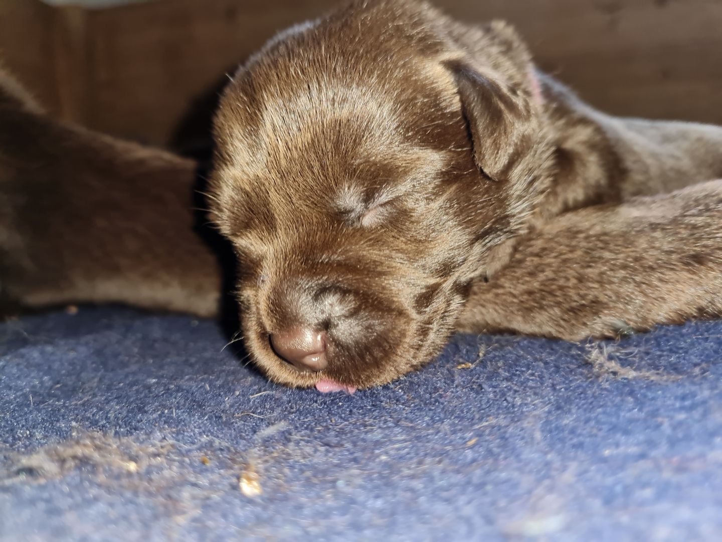Labrador Welpen Schokobraun Leistungslinie