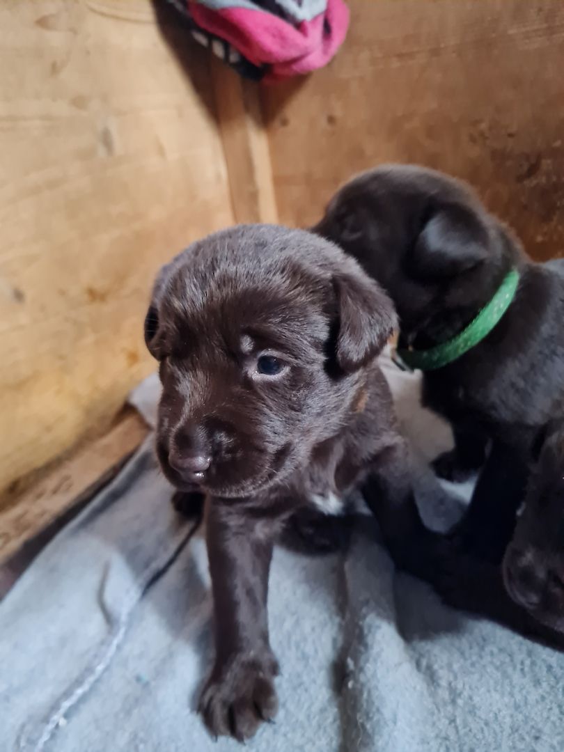 Labrador Welpen Schokobraun Leistungslinie