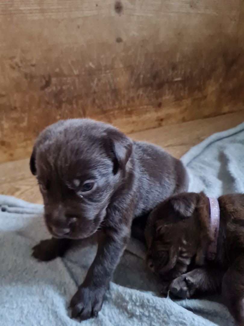 Labrador Welpen Schokobraun Leistungslinie