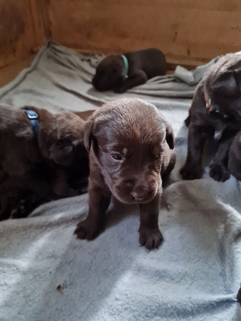 Labrador Welpen Schokobraun Leistungslinie