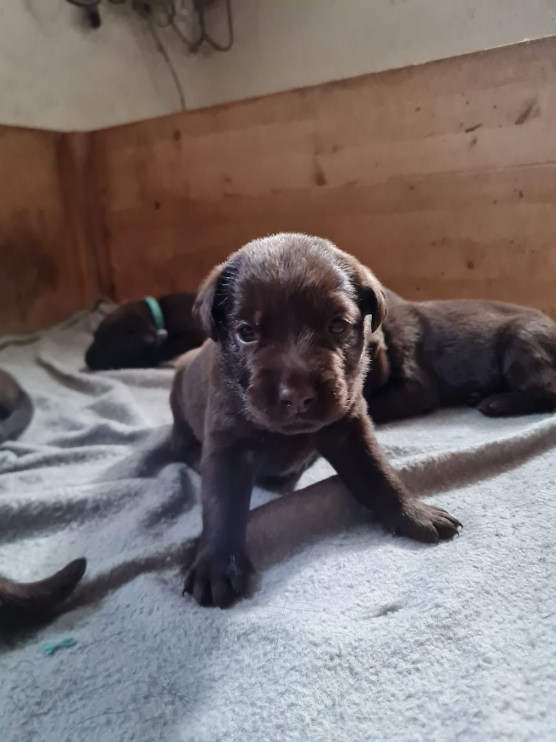 Labrador Welpen Schokobraun Leistungslinie