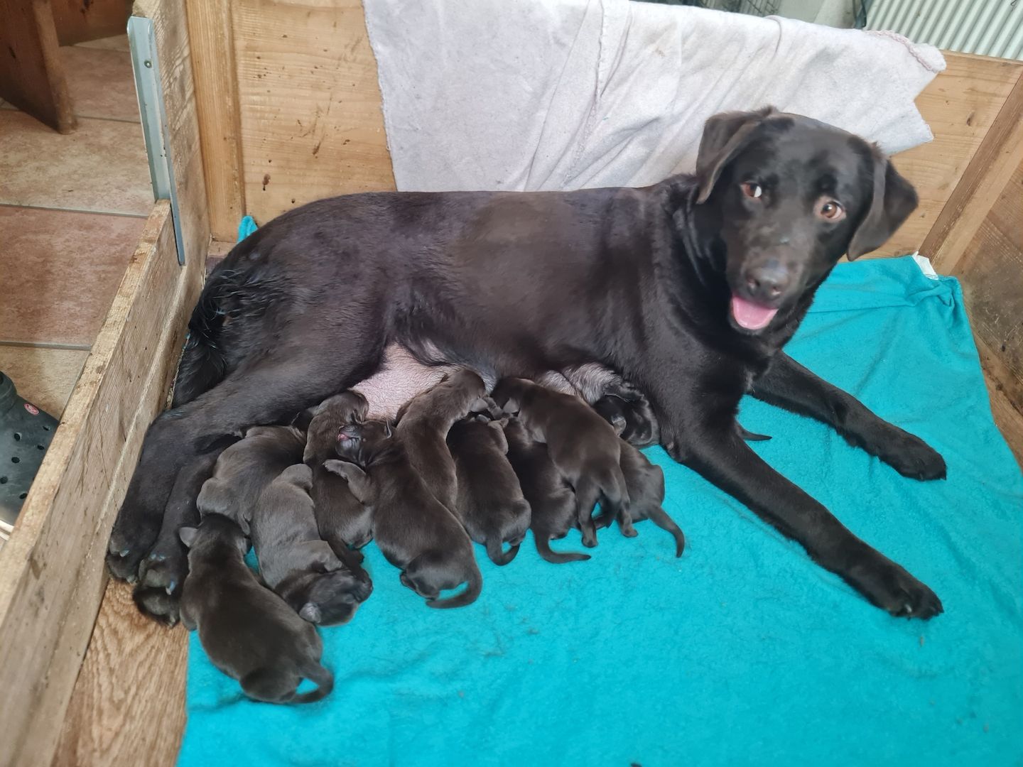 Labrador Welpen Schokobraun Leistungslinie