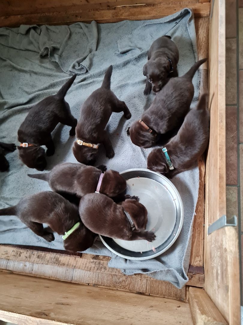 Labrador Welpen Schokobraun Leistungslinie