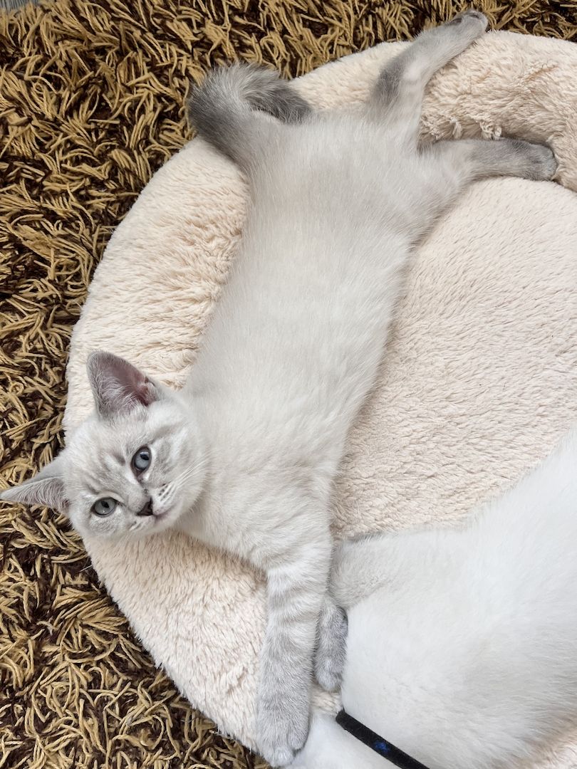 Bkh kitten Bkh kitten