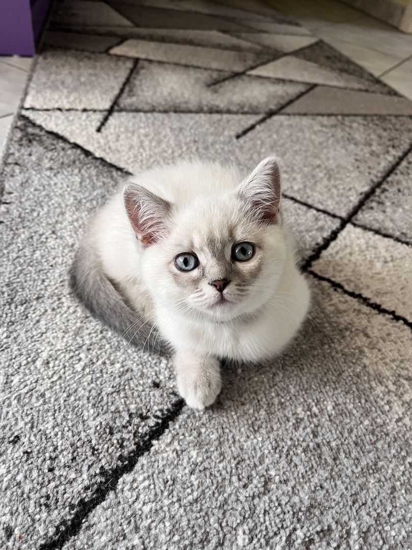 Bkh kitten Bkh kitten
