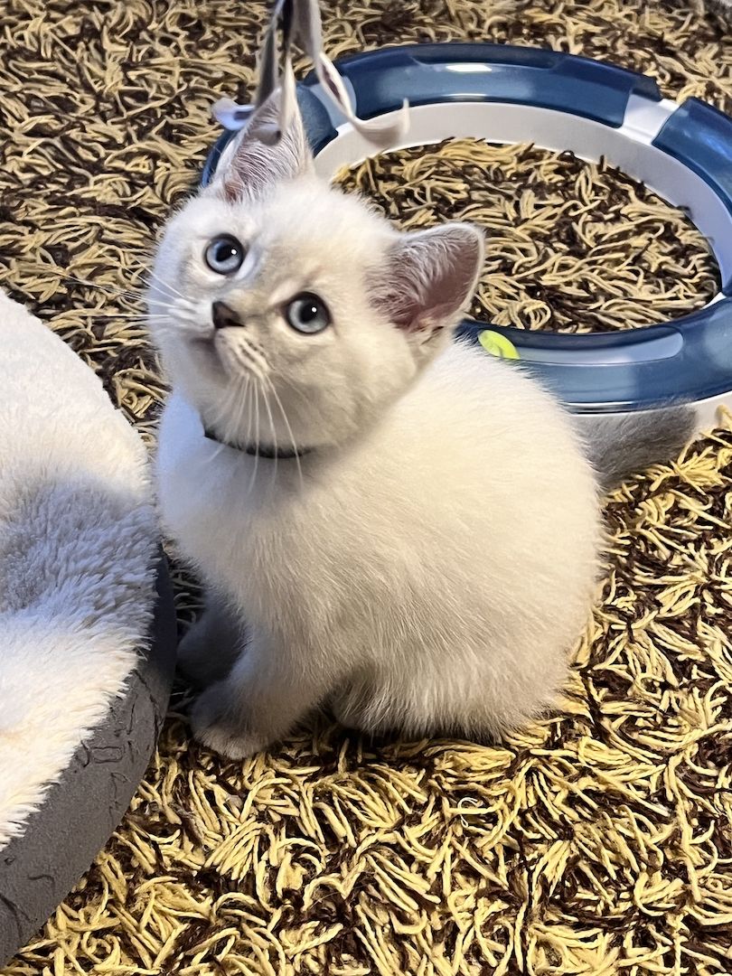 Bkh kitten Bkh kitten