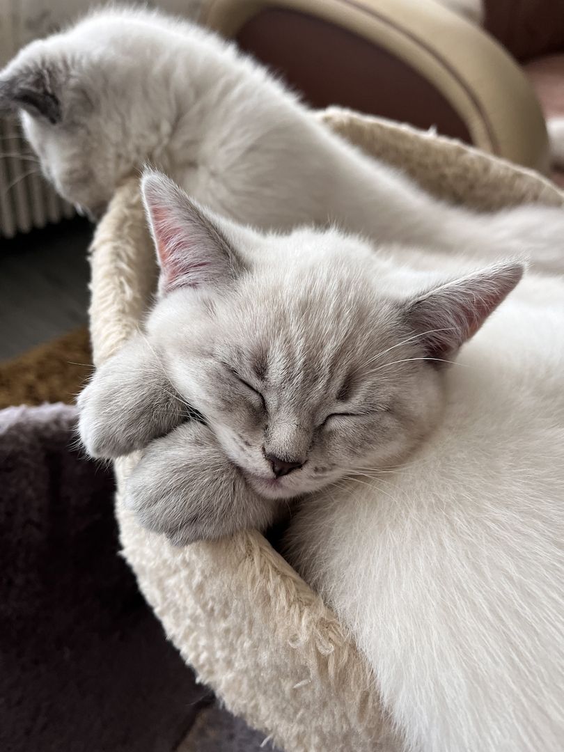 Bkh kitten Bkh kitten