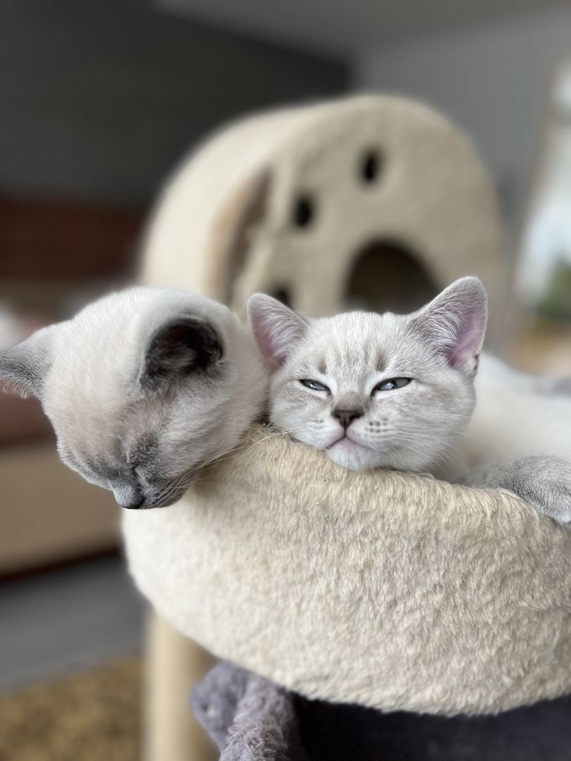 Bkh kitten Bkh kitten