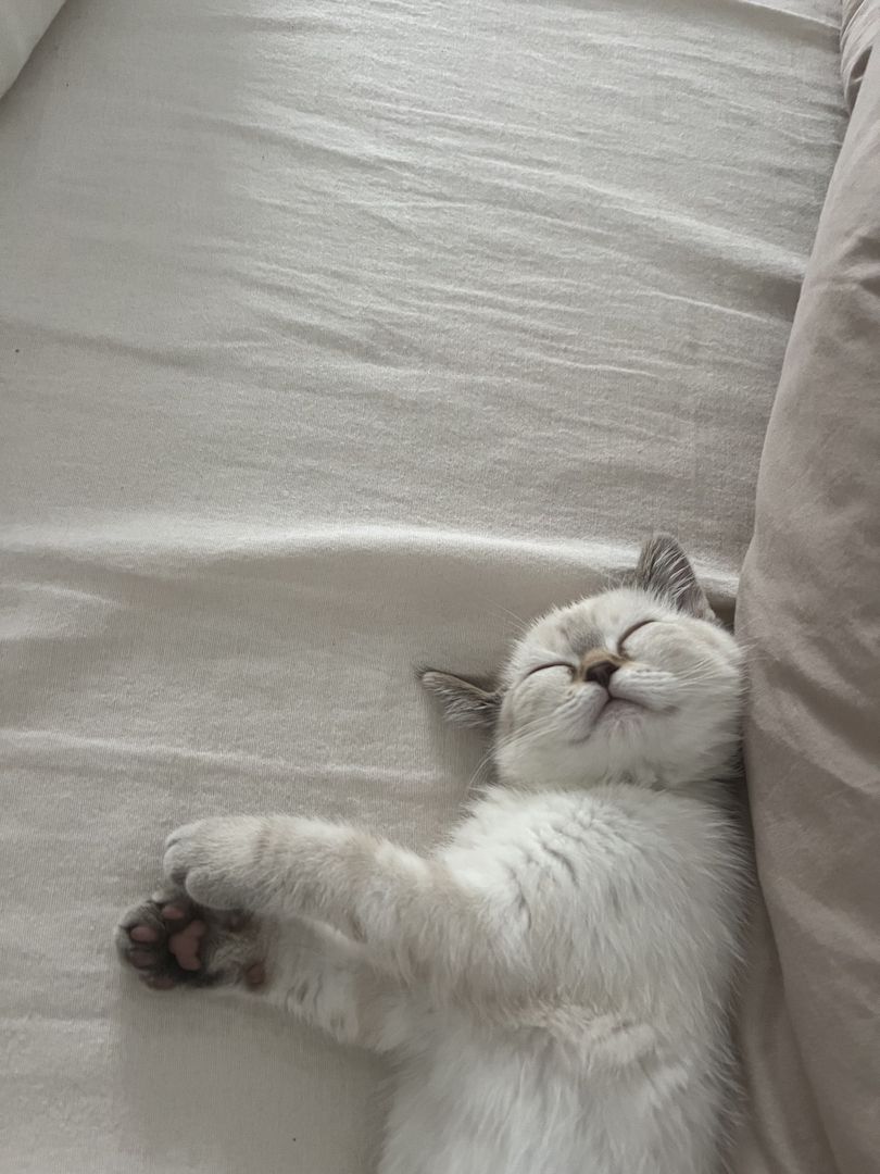 Britisch Kurzhaar Kitten