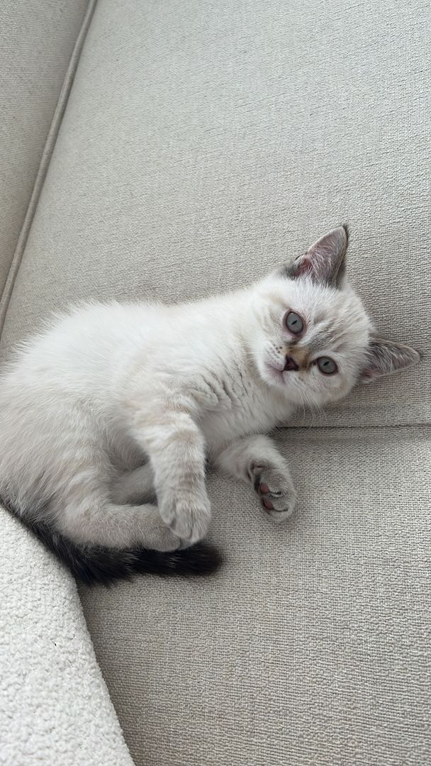 Britisch Kurzhaar Kitten