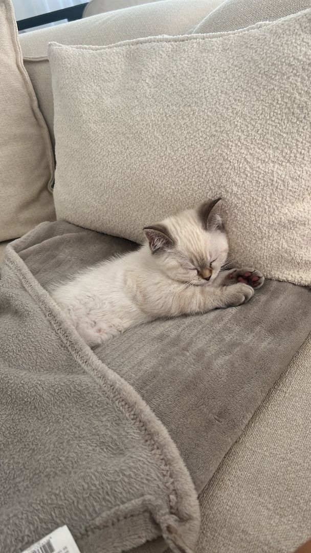 Britisch Kurzhaar Kitten