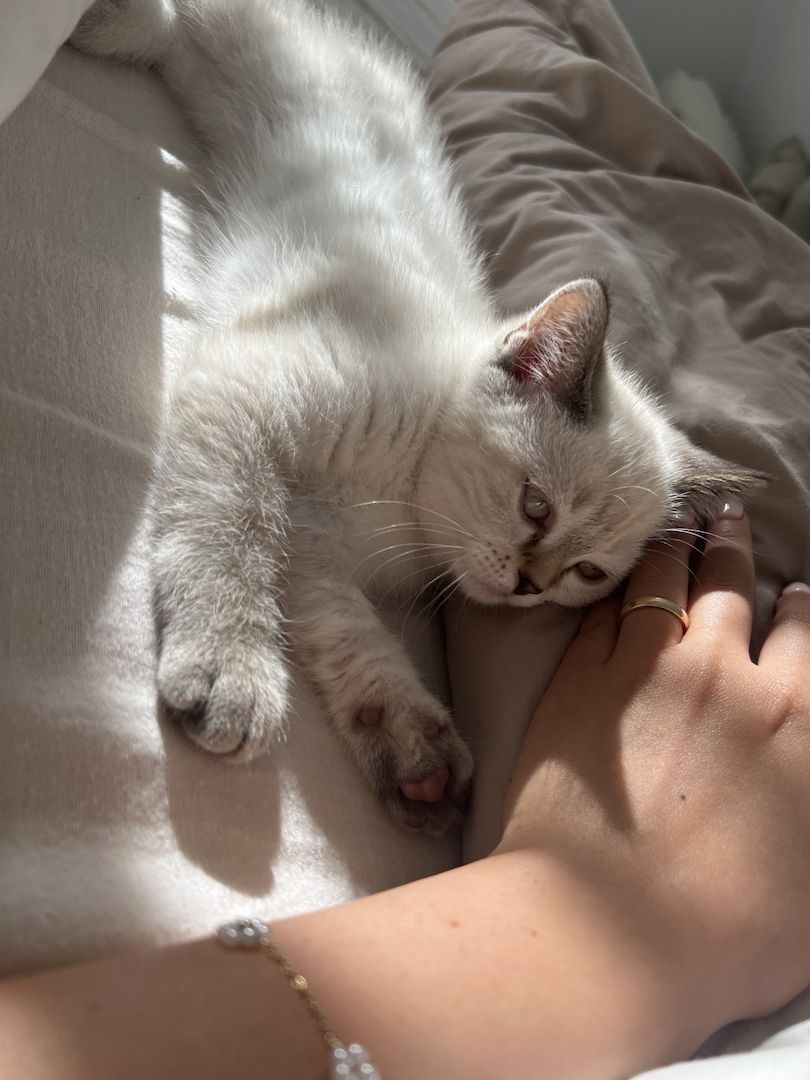 Britisch Kurzhaar Kitten