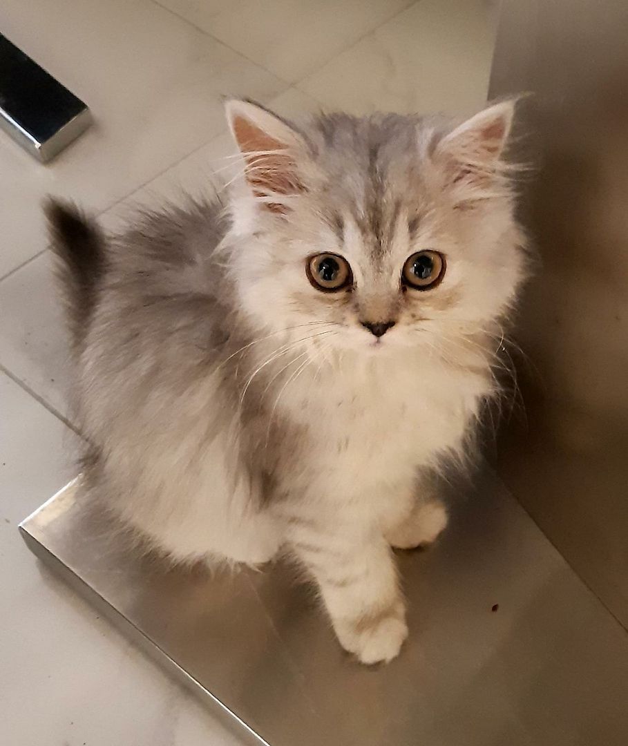 Ich verkaufe halbrassige BLH Katzen