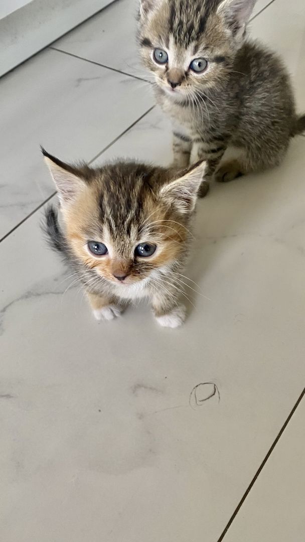 Ich verkaufe halbrassige BLH Katzen