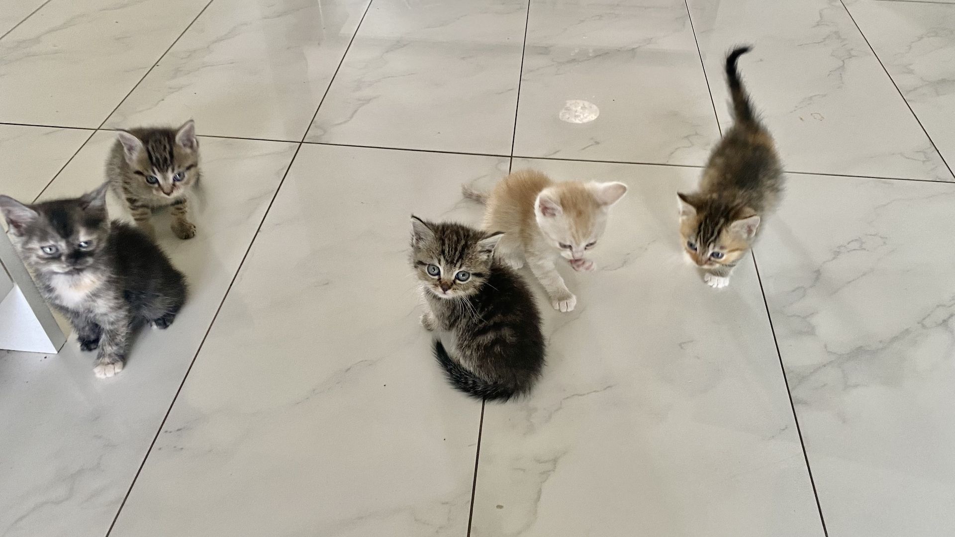 Ich verkaufe halbrassige BLH Katzen