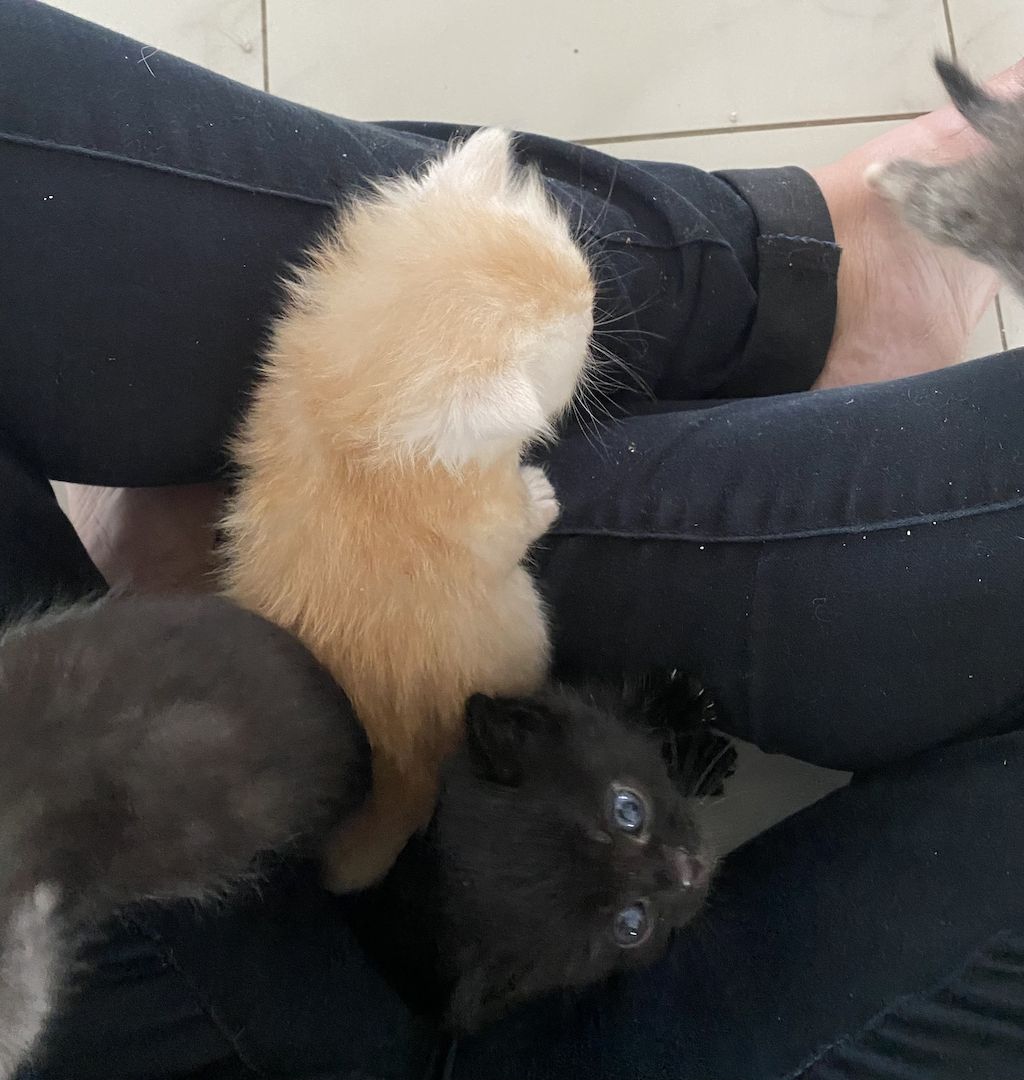 Ich verkaufe halbrassige BLH Katzen