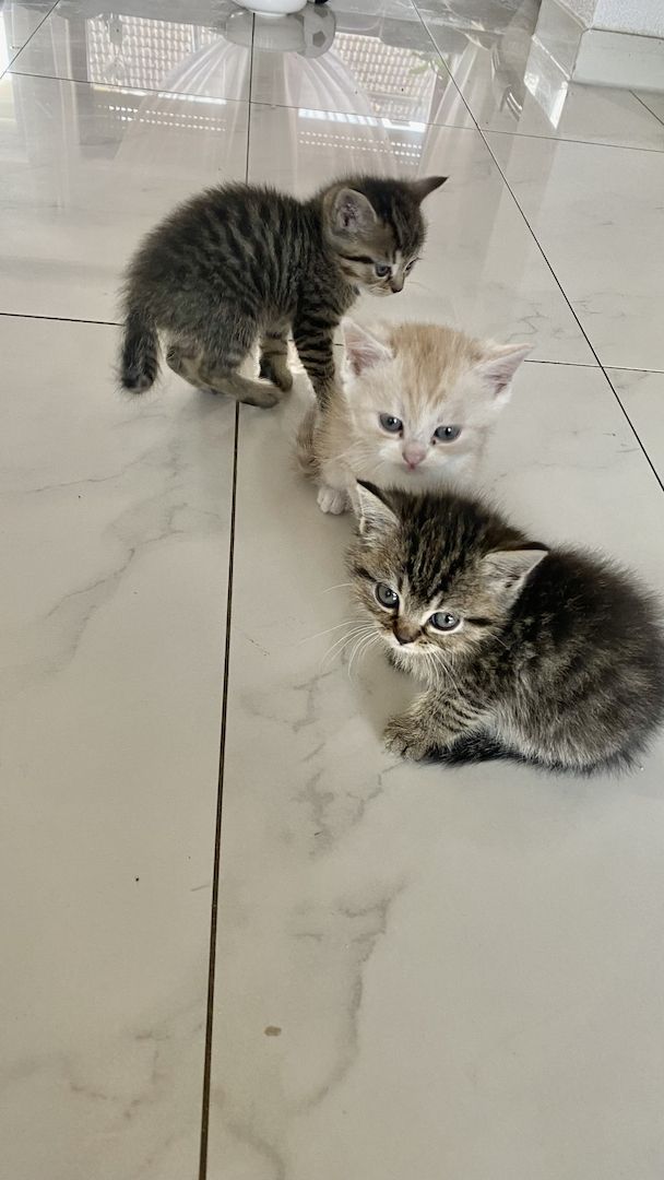 Ich verkaufe halbrassige BLH Katzen