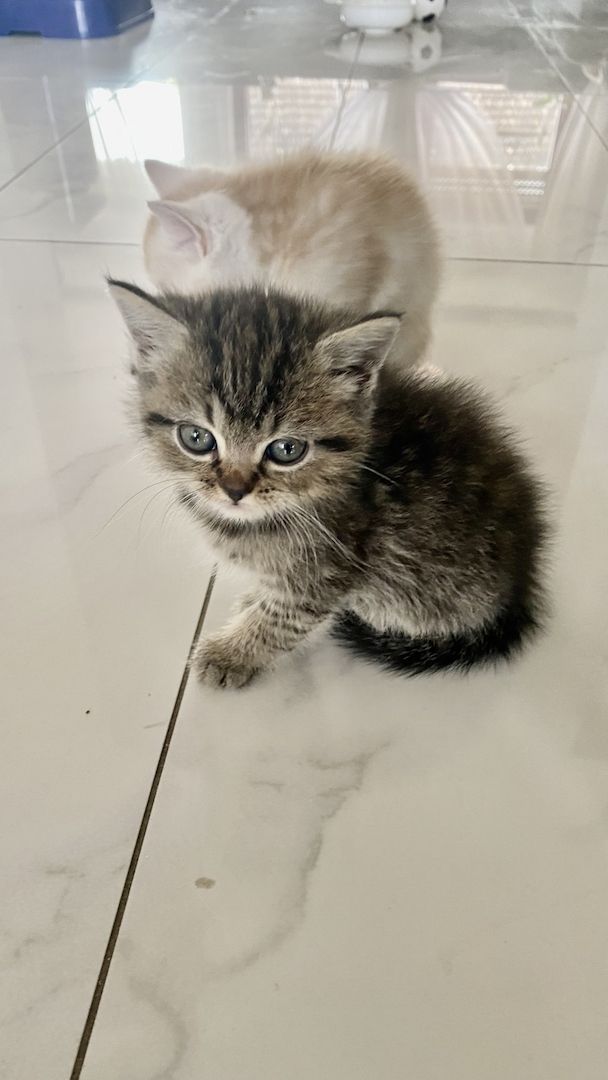 Ich verkaufe halbrassige BLH Katzen