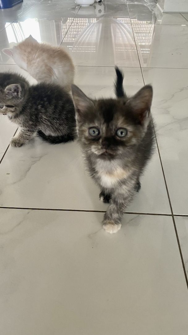 Ich verkaufe halbrassige BLH Katzen