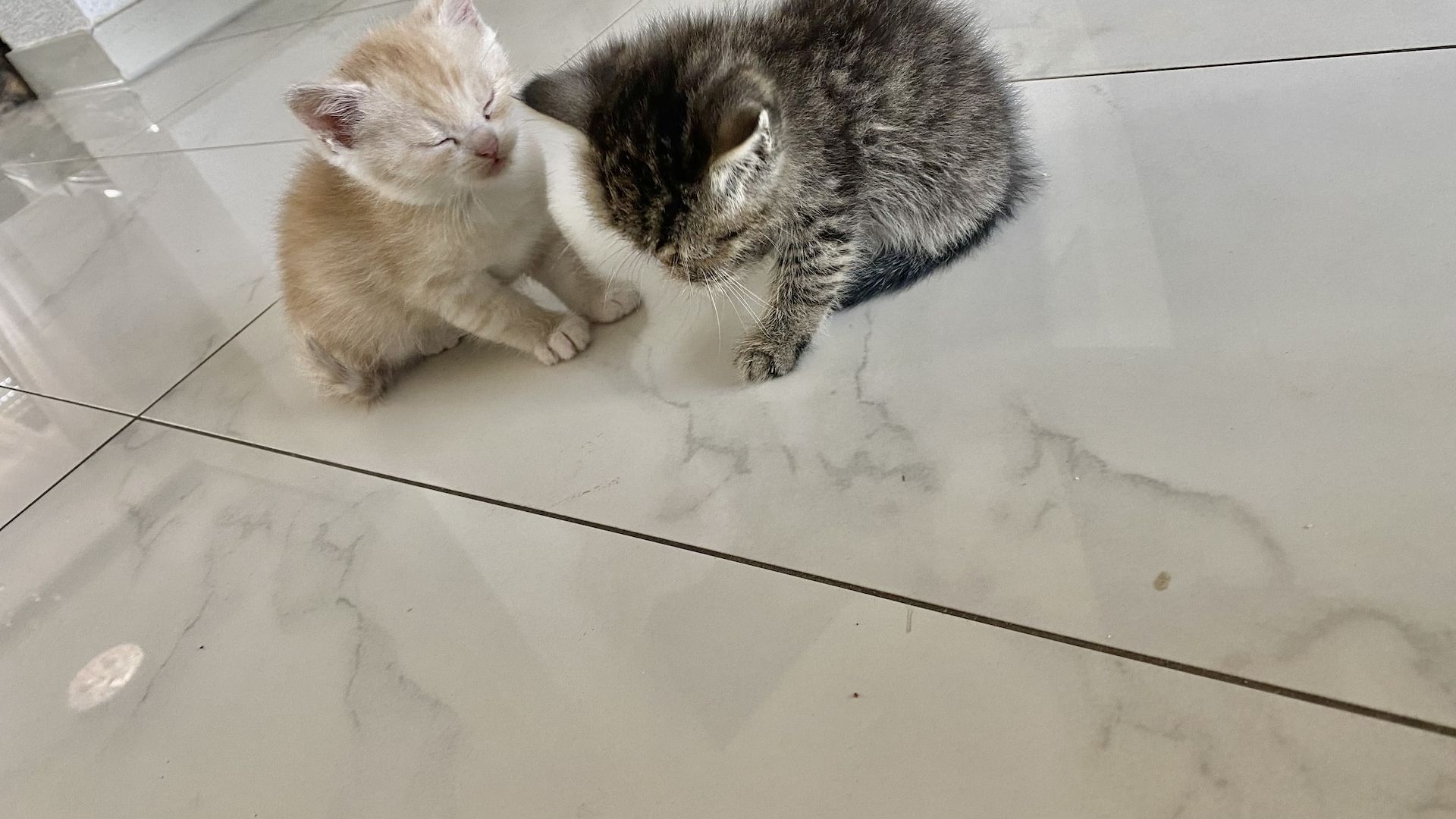 Ich verkaufe halbrassige BLH Katzen