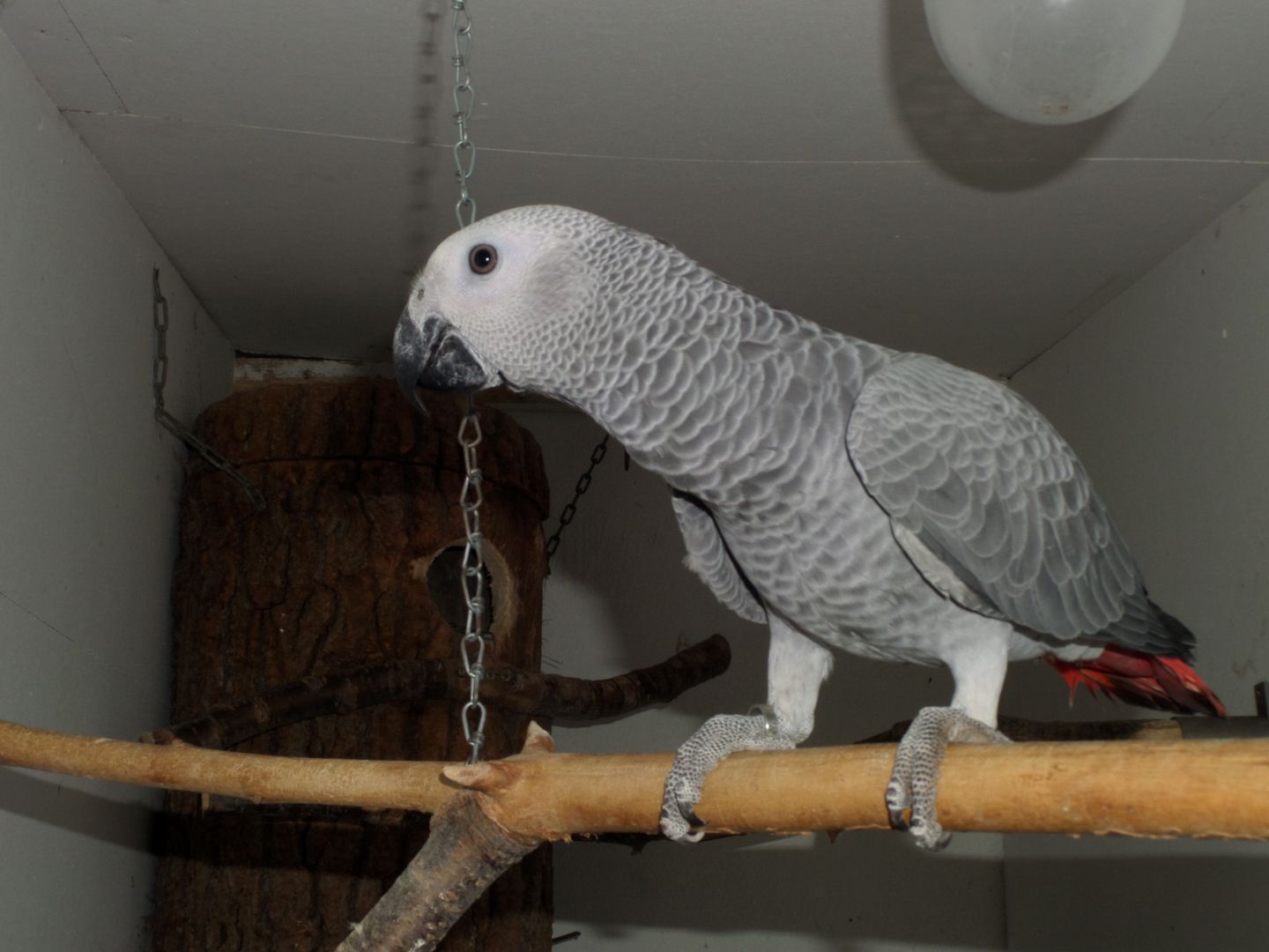 Kongo Graupapageien Kongo Graupapageien