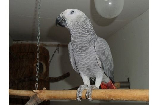 Kongo Graupapageien Kongo Graupapageien