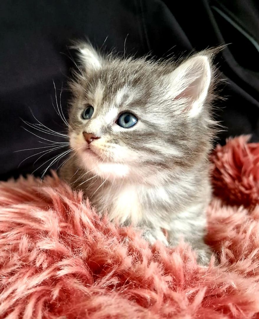 Maine coon Kitten