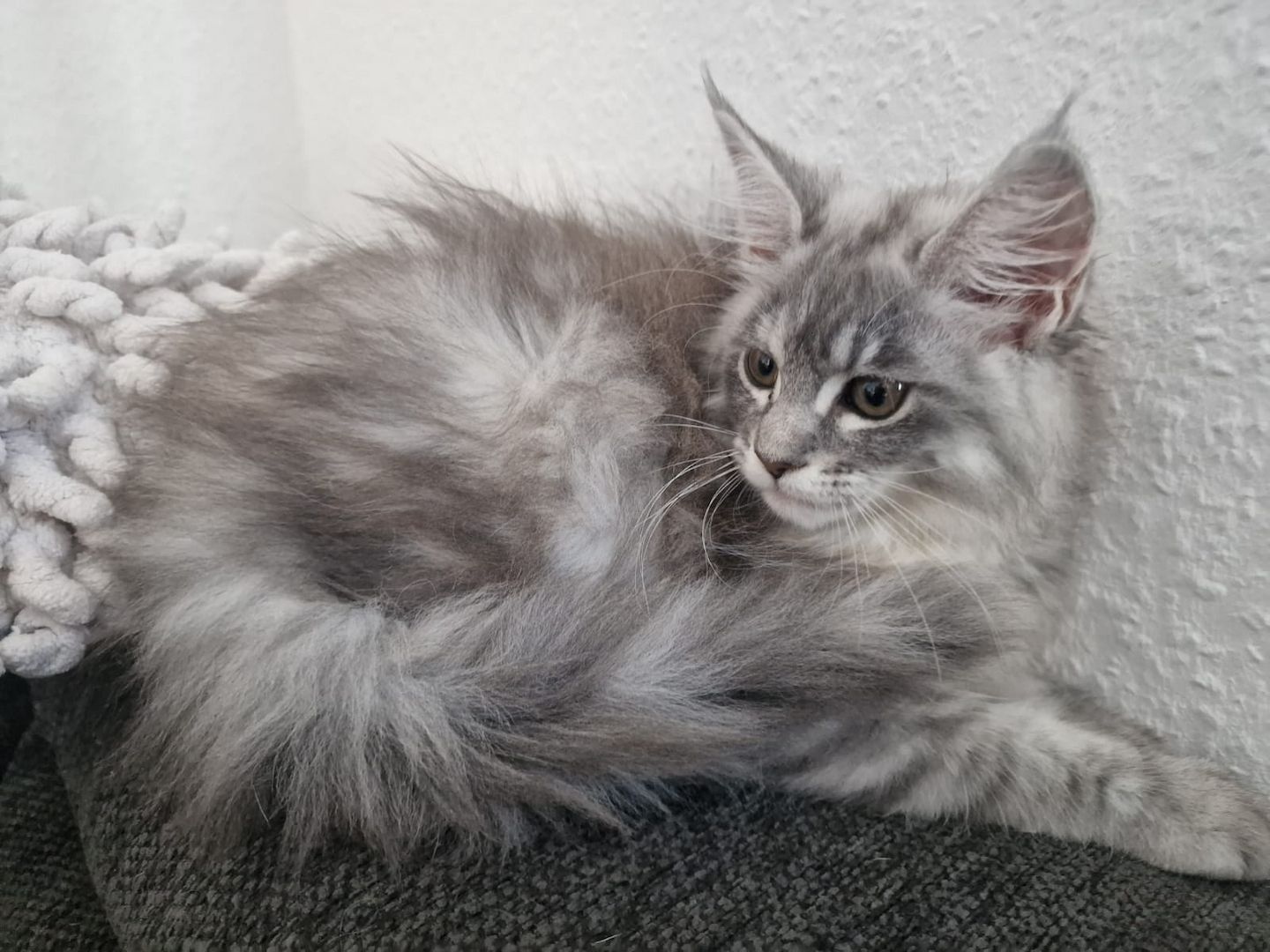 Maine coon Kitten