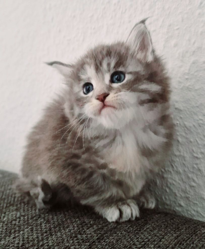 Maine coon Kitten