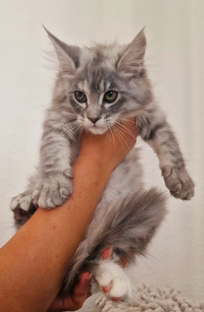 Maine coon Kitten