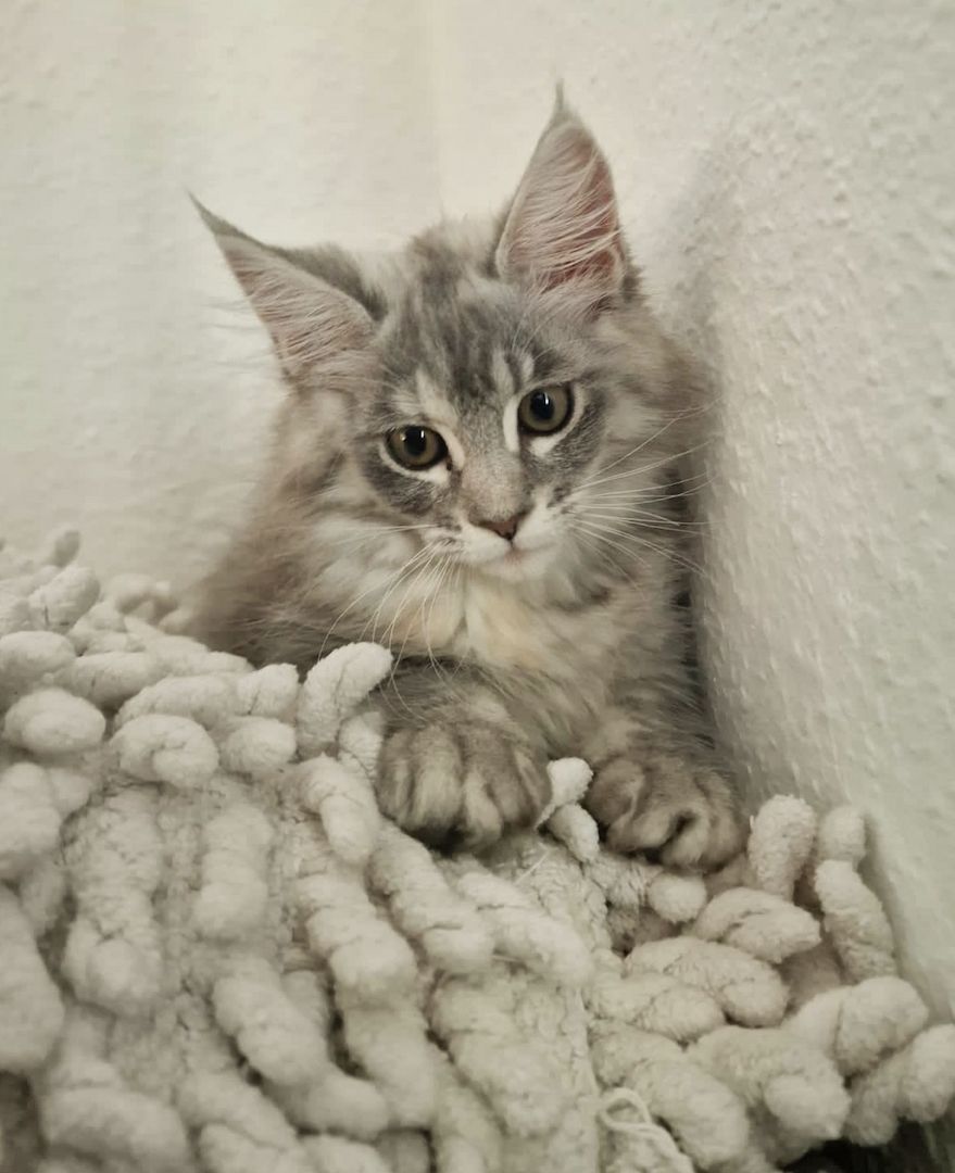 Maine coon Kitten