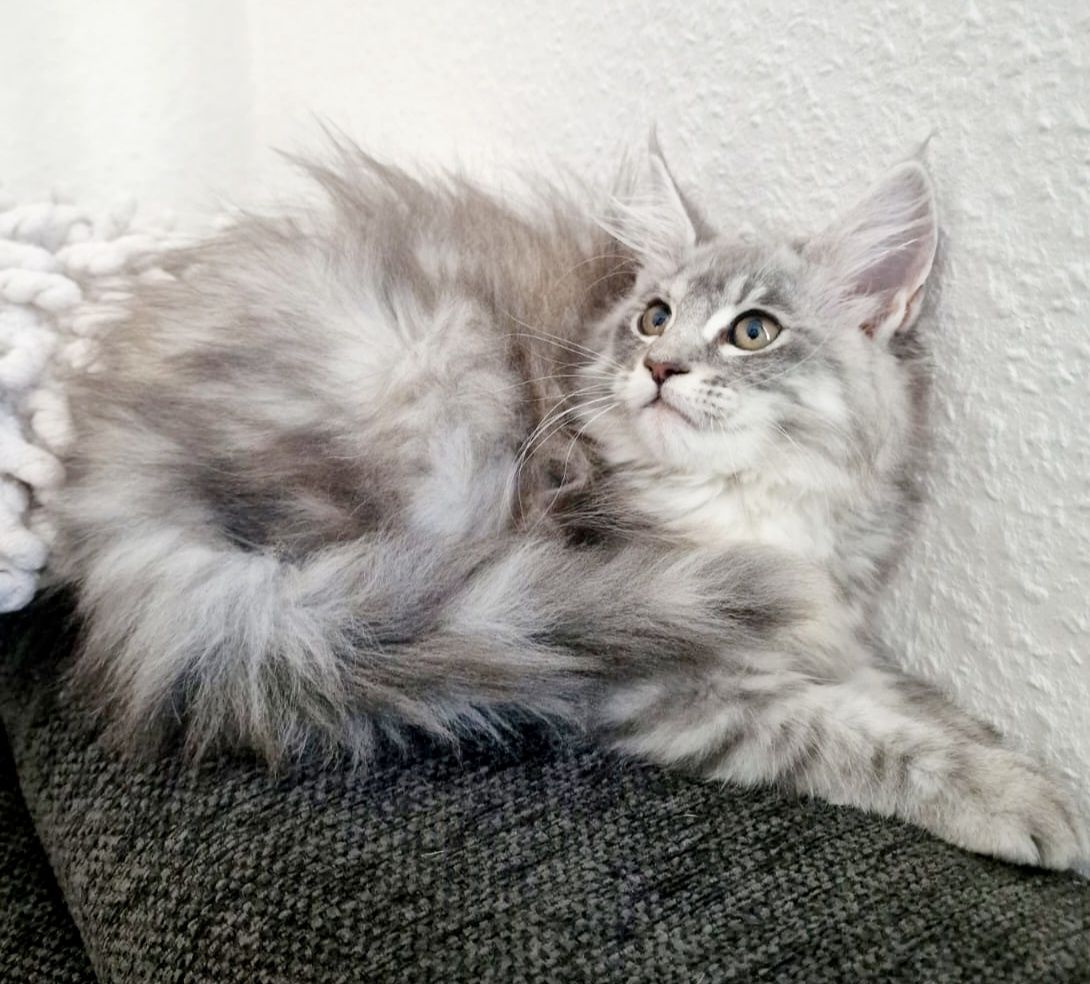 Maine coon Kitten