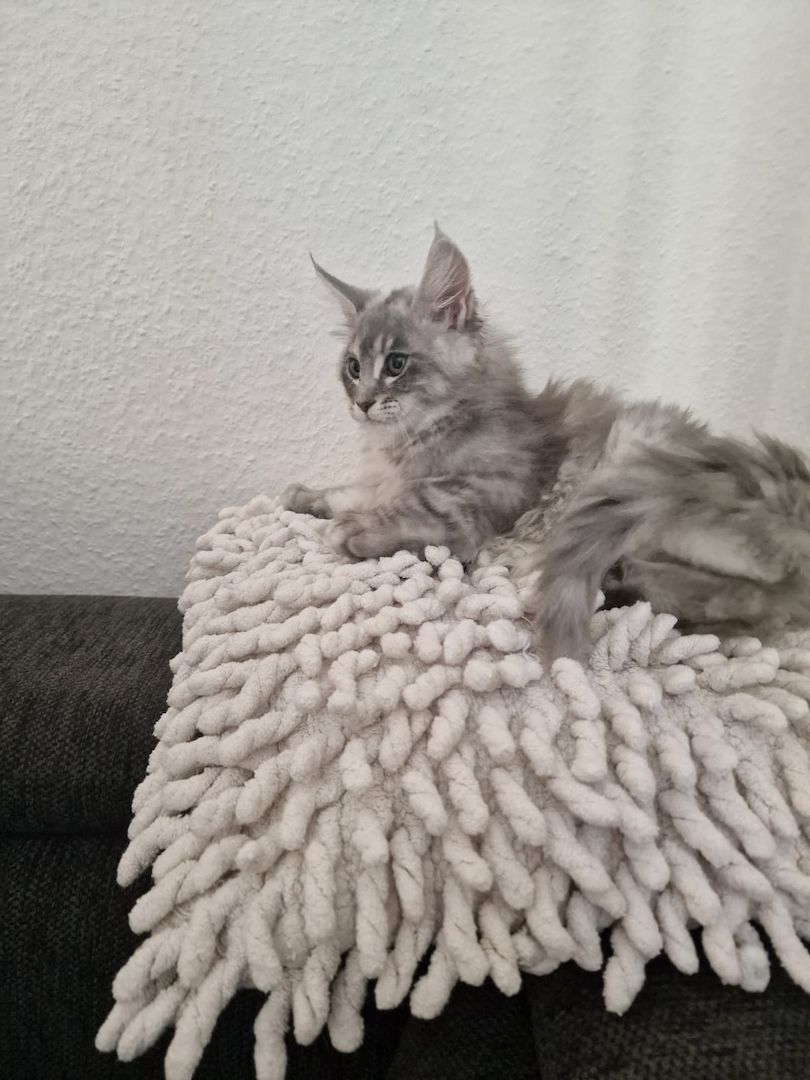 Maine coon Kitten