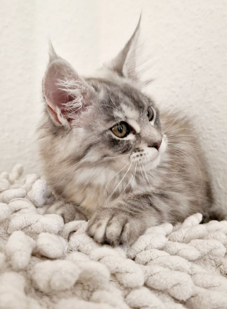 Maine coon Kitten
