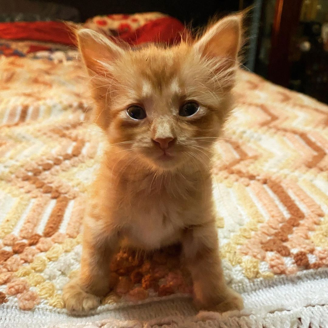 Entzückende 10 Wochen alte Maine-Coon-Kätzchen