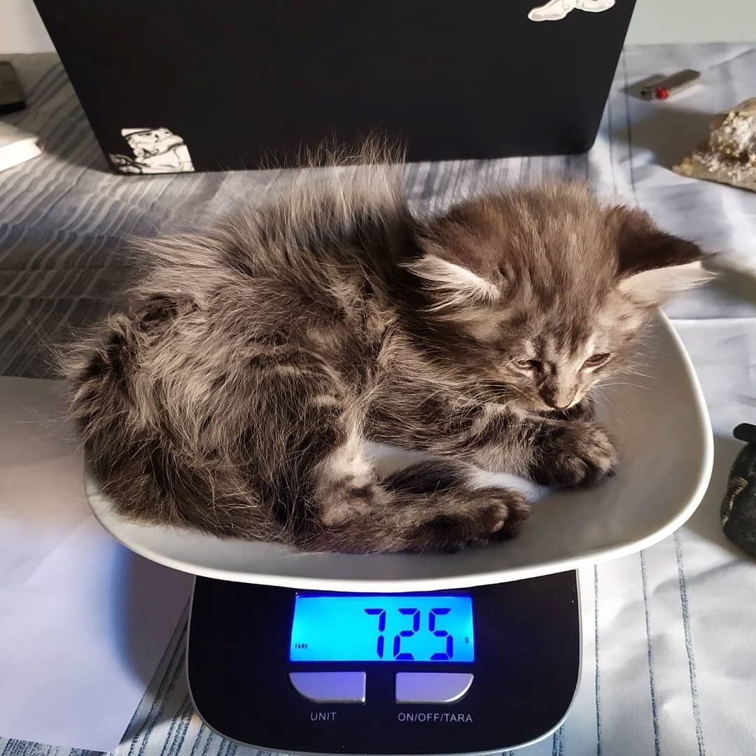 Entzückende 10 Wochen alte Maine-Coon-Kätzchen