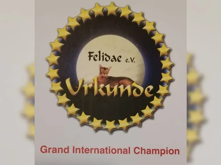 BKH BLH British Langhaar Black Golden Shaded Point (Champions Wurf)