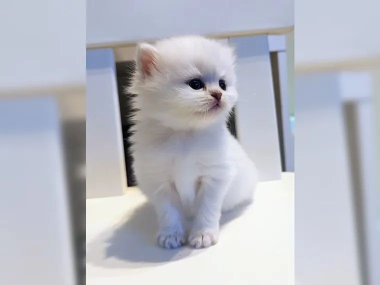 BKH BLH British Langhaar Black Golden Shaded Point (Champions Wurf)