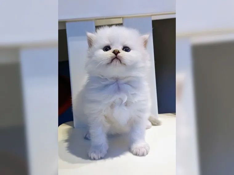 BKH BLH British Langhaar Black Golden Shaded Point (Champions Wurf)