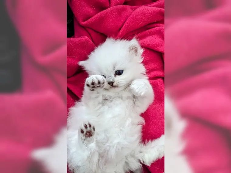 BKH BLH British Langhaar Black Golden Shaded Point (Champions Wurf)