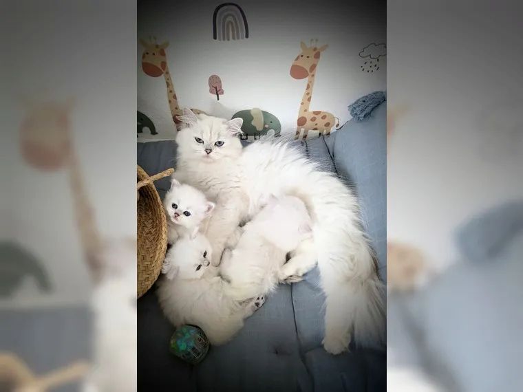 BKH BLH British Langhaar Black Golden Shaded Point (Champions Wurf)