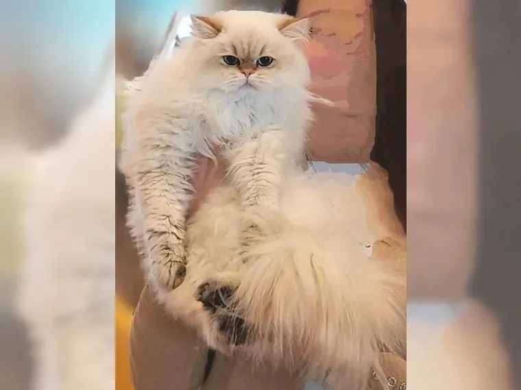 BKH BLH British Langhaar Black Golden Shaded Point (Champions Wurf)