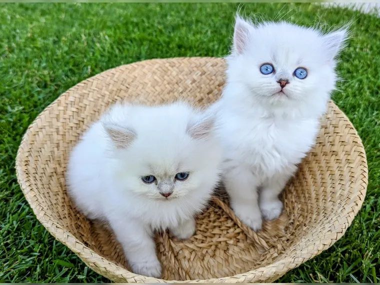 BKH BLH British Langhaar Black Golden Shaded Point (Champions Wurf)