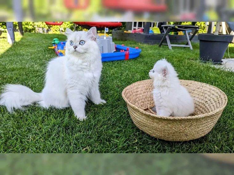 BKH BLH British Langhaar Black Golden Shaded Point (Champions Wurf)