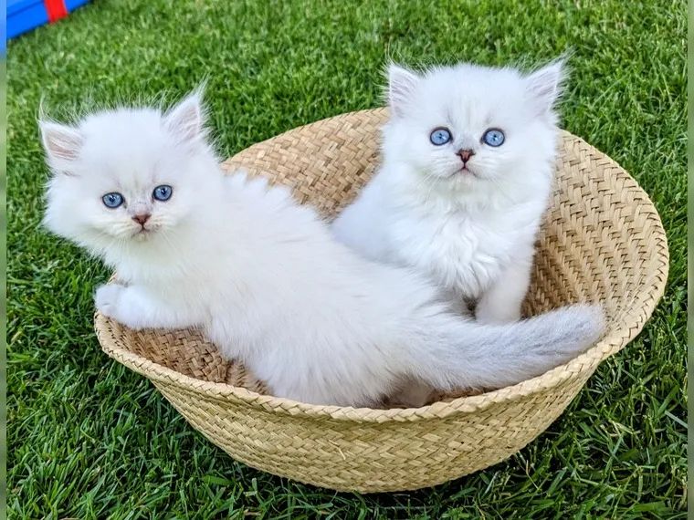 BKH BLH British Langhaar Black Golden Shaded Point (Champions Wurf)