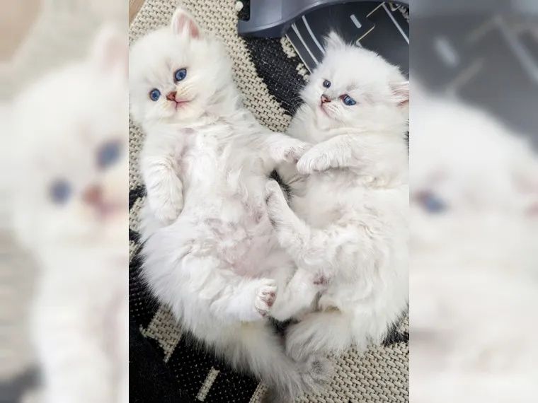 BKH BLH British Langhaar Black Golden Shaded Point (Champions Wurf)