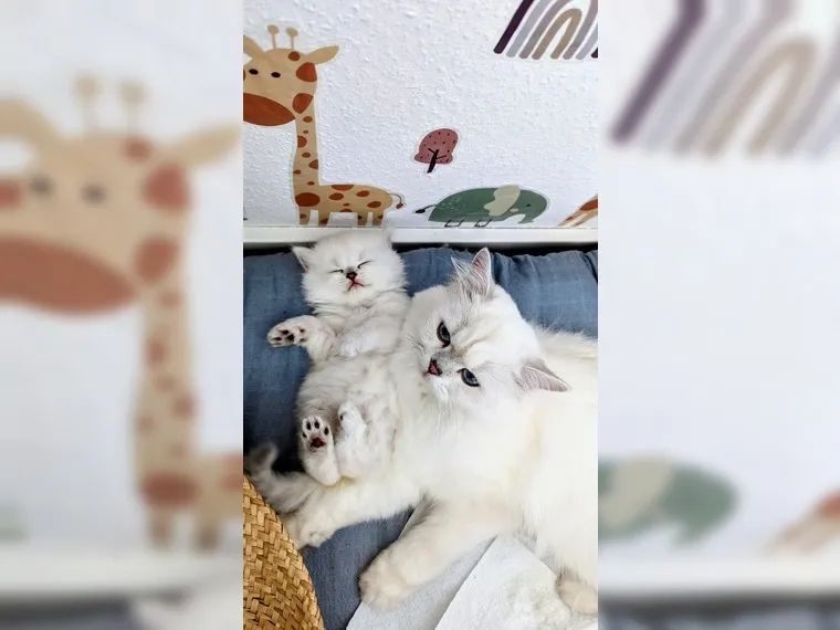 BKH BLH British Langhaar Black Golden Shaded Point (Champions Wurf)