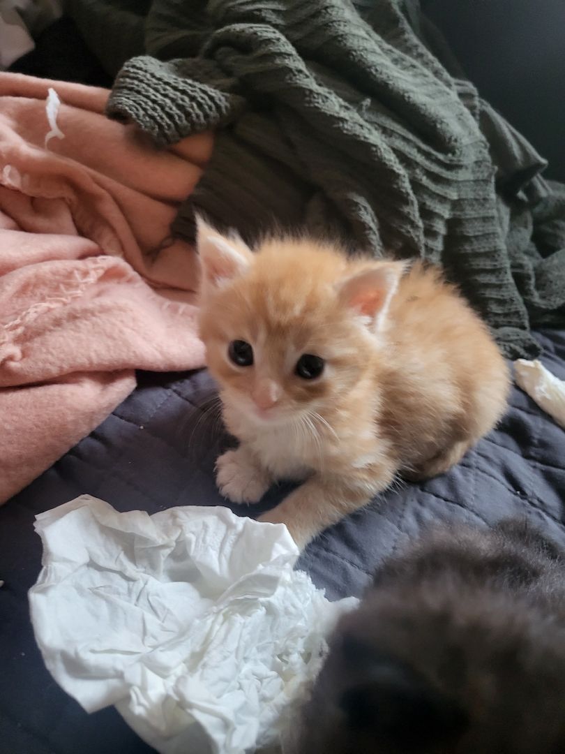 Main Coon Mix Kitten abzugeben