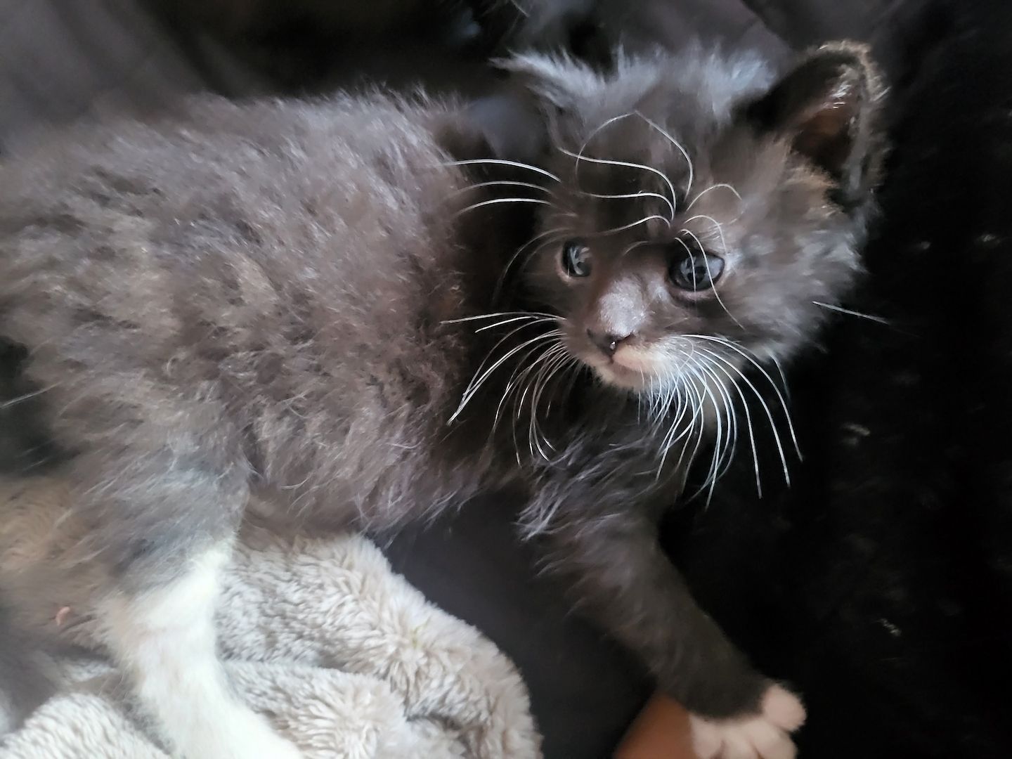 Main Coon Mix Kitten abzugeben