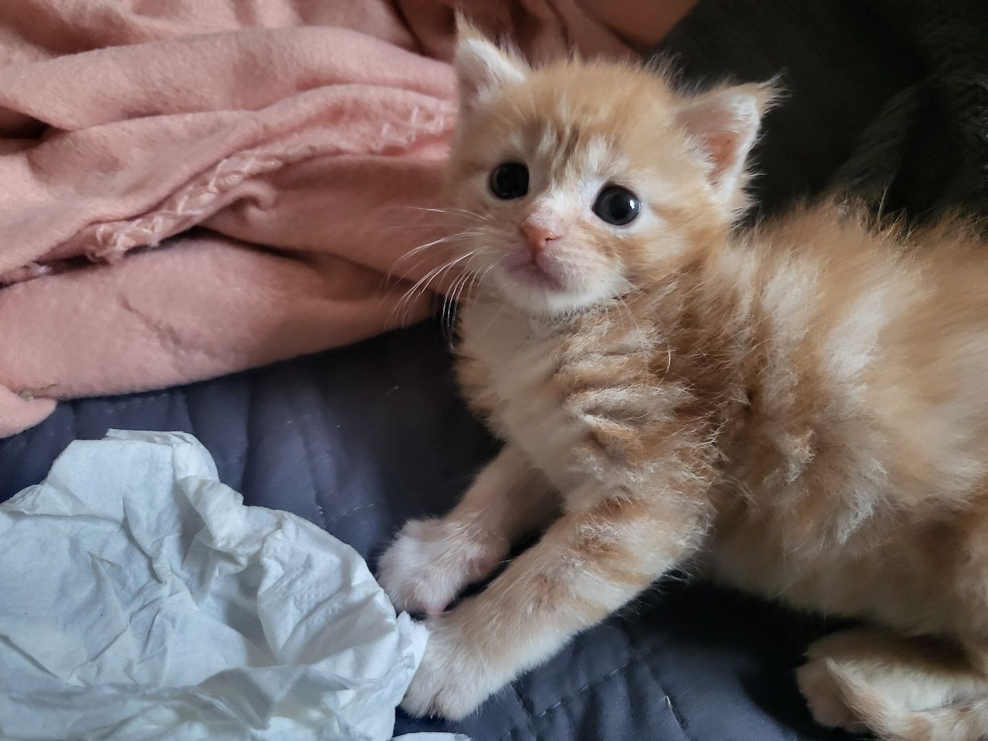 Main Coon Mix Kitten abzugeben